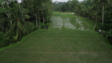 Aerial-shot-of-Bali-exotic-rice-fields-surrounded-by-palm-trees-on-cloudy-day