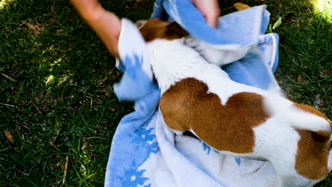 Overhead-view-of-playful-Jack-Russell-terrier-being-toweled-down-after-bath