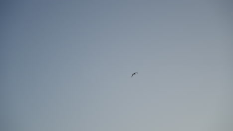 Seagull-flying-in-cloudless-sky