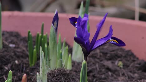 Miniature-iris-bulbs-growing-in-a-plant-pot