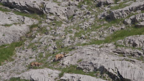Herd-of-Chamois-walking-and-climbing-high-up-in-the-mountains