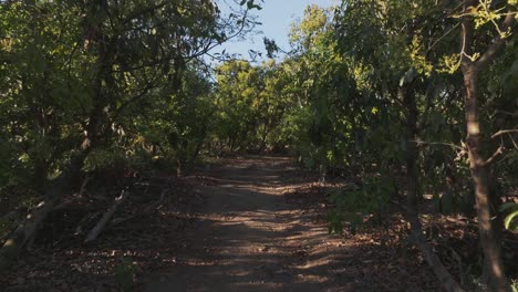Pathway-In-The-Middle-Of-An-Avocado-Orchard-Near-Tuxpan,-Jalisco,-Mexico