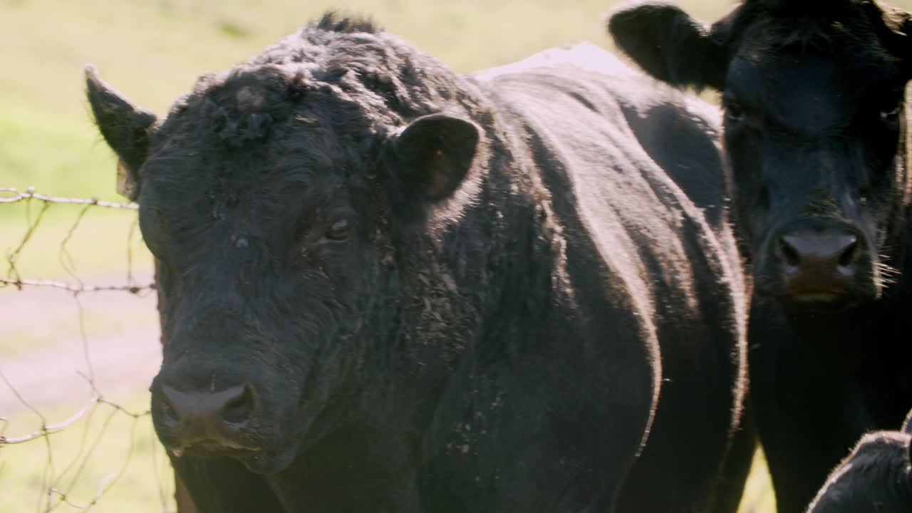 Стоковое видео категории «Премиум» — Бык породы черный ангус в окружении  коров мычит, разговаривая со своим теленком