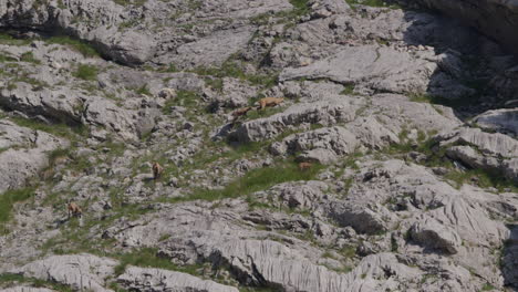 Herd-of-Chamois-walking,-grazing-and-climbing-high-up-in-the-mountains