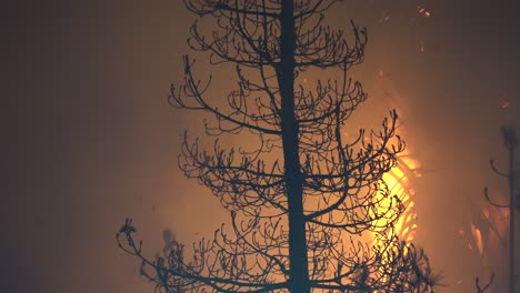 Waldbrand-Brennt-Durch-Hohe-Bäume
