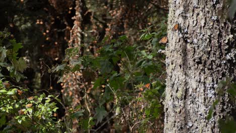 Monarchfalter-Fliegt-über-Baum-In-Einem-Naturschutzgebiet-In-Mexiko