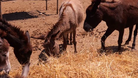 Donkeys-Eating-Hay-In-The-Farm-Under-The-Sun