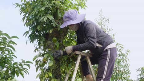 Asian-woman-working-at-an-organic-farm-and-picking-pepper-from-a-tree-during-covid