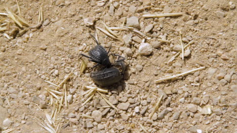 Un-Escarabajo-Negro-Comiendo-Otro-Escarabajo-En-La-Naturaleza