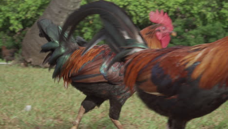 Wild-Rooster-Chickens-Roaming-about-the-Island-of-Kauai-in-Hawaii
