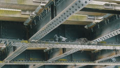 Shot-of-pigeon-nest-under-the-railway-bridge-at-daytime