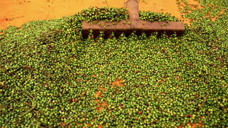 Close-up-of-a-rake-spreading-harvested-pepper,-peppercorn-production-process-in-rural-area