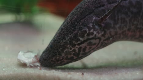 Close-up-of-Lungfish-or-Lung-fish-feeding-on-fish-meat