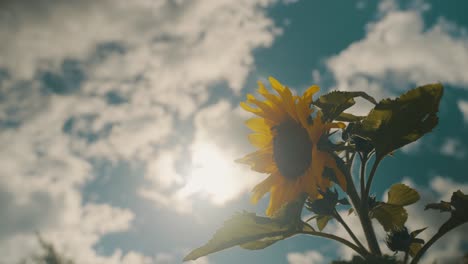 Sonnenblumen-Blühen-Im-Strahlend-Sonnigen-Frühling.-Selektiver-Fokus