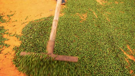 Spreading-and-drying-pepper-peppercorns-with-a-rake-on-a-tarpaulin-during-spices-harvesting-and-production-process