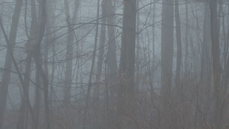 A-foggy-scene-in-the-woods