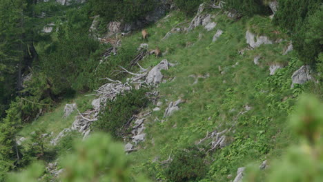 Herd-of-Chamois-walking-and-grazing-high-up-in-the-mountains