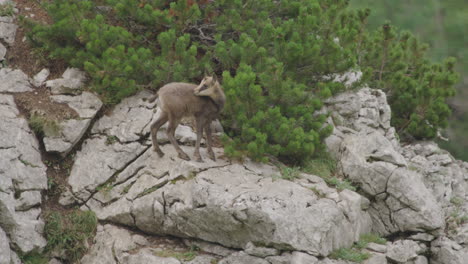 Slow-Motion:-Close-up-of-Chamois-Cubs-climbing-and-standing-high-up-in-the-mountains