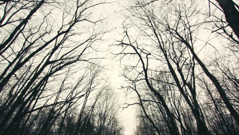 An-empty-road-in-a-forest-of-bare-trees