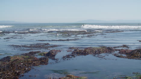 A-surfer-rides-a-wave-from-right-to-left-as-seagulls-pick-through-tide-pools