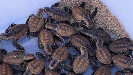 Freshly-hatched-juvenile-sea-turtles-ready-to-be-released-into-ocean-by-marine-turtle-conservation-project