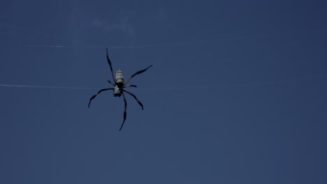 Eine-Große-Schwarze-Spinne,-Die-In-Ihrem-Netz-Hängt,-Zeichnet-Sich-Als-Silhouette-Vor-Dem-Blauen-Himmel-Ab
