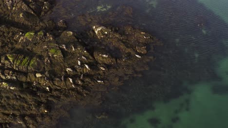 Spinning-drone-shot-of-a-herd-of-Common-Seals