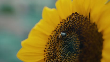 Blühende-Sonnenblume-Und-Biene-Fressen-Nektar---Makro