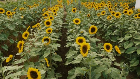 Blooming-Flowers-With-Dense-Green-Foliage-On-Springtime-In-Sunflower-Field