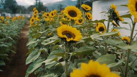 Schönes-Feld-Mit-Leuchtend-Gelben-Sonnenblumen---Nahaufnahme