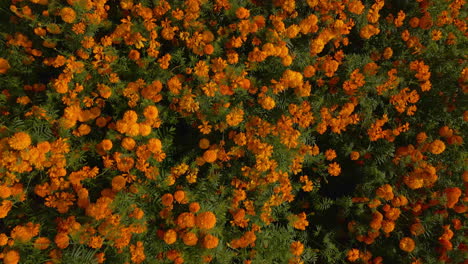 Cempasuchil-flower-field-in-Day-of-the-dead