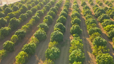 Mango-tree-orchard-aligned-irrigation-system-as-seen-from-drone