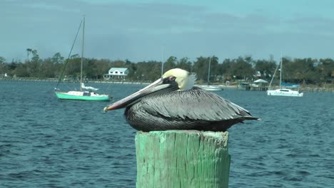 A-pelican-resting-at-the-bay-on-a-sunny-day-at-St-Andrews-Marina-in-Panama-City,-Florida