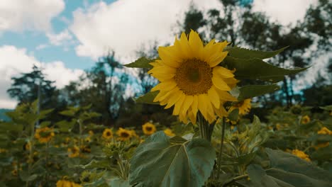 Feld-Mit-Gelben-Sonnenblumen-Im-Sommer---Nahaufnahme