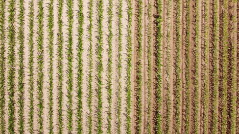 drone-on-a-corn-field