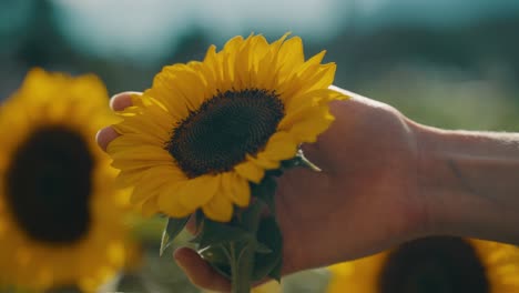 Woman's-Hand-Touching-Sunflower-Petals-In-The-Field---macro