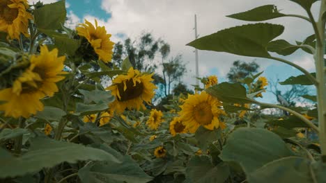Blühende-Sonnenblumen-Auf-Einem-Feld-Im-Sommer---Nahaufnahme