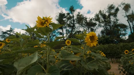 Field-Of-Sunflowers-Against-Blue-Cloudy-Sky---close-up