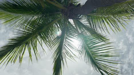 Soft-spinning-palm-tree-from-below-sun-shining-through