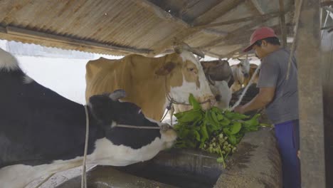 Füttere-Die-Kühe-Im-Milchviehbetrieb