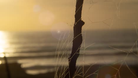 Spinne-Und-Netz-Auf-Trockenem-Holz-Mit-Exotischem-Strand-Im-Hintergrund,-Zeitraffer-Sonnenuntergang