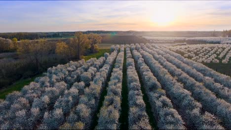 4k-aerial-blossoming-orchard-sunset-beautyful-lighting-springtime
