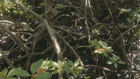 Statische-Detailaufnahme-Eines-Mangrovenbaums