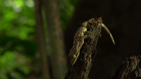 Criatura-De-La-Selva-Tropical-|-Gecko-Gigante-Lamiendo-Su-Ojo