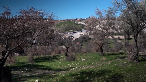 Olivenbäume-Auf-Dem-Ölberg-Israel
