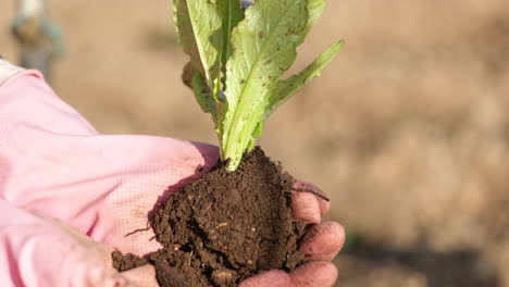 Image-Of-A-Hand-Wearing-Pink-Gloves-Puts-Soil-On-Lettuce-Seedling