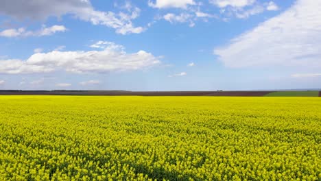 Blooming-Rapeseed-Field-With-Blue-Sky-And-Clouds---aerial-panning-shot
