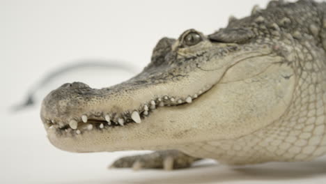 Close-up-american-alligator-walking-on-a-white-background