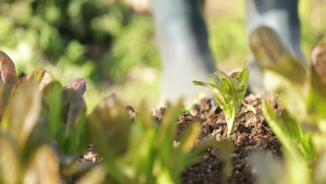 Bewässerung-Junger-Salatpflanzen-Vor-Bokeh-Hintergrund