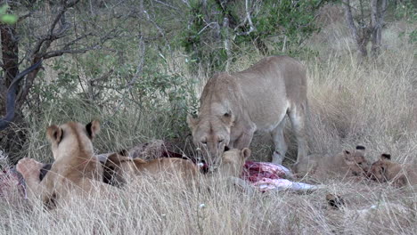 Close-view-of-pride-of-lions-feeding-on-bloody-carcass-in-tall-grass